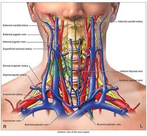 Arteries of the Neck