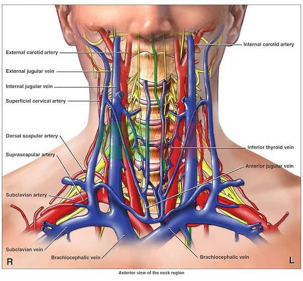 Arteries of the Neck