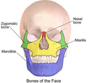 The Bones of the Face
