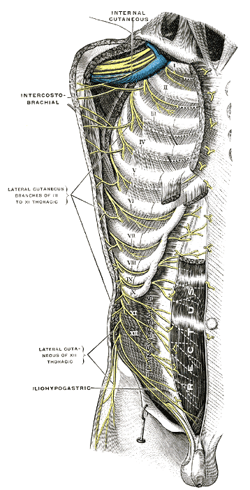  intercostal nerves