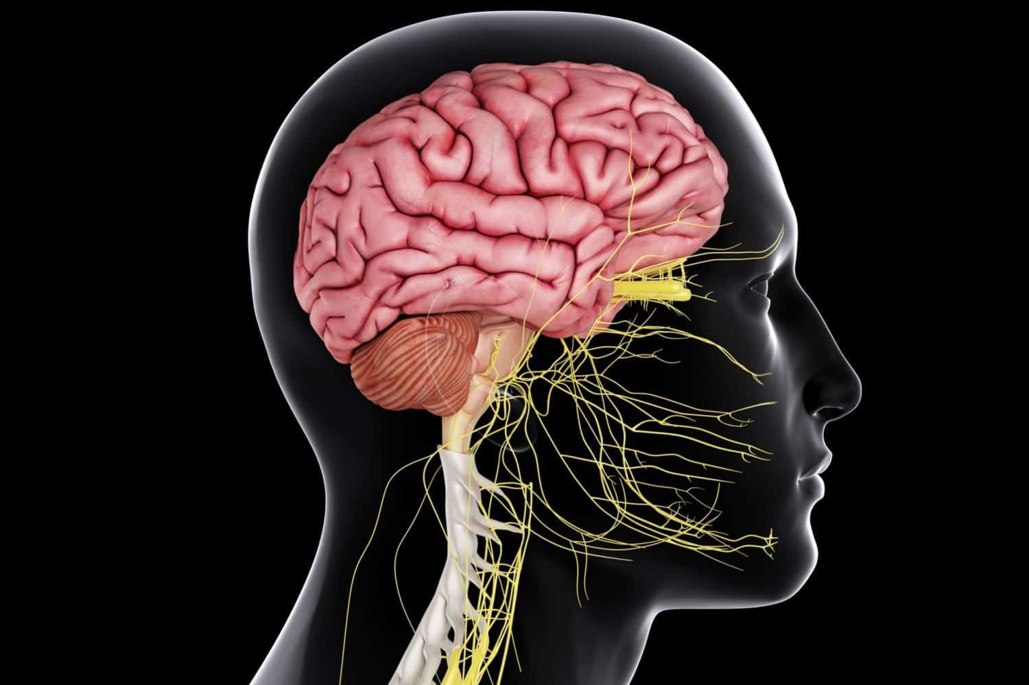 Pressure Point Knockouts Dangerous - And how Dangerous are they?