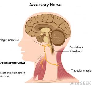 The Accessory Nerve