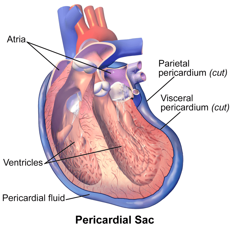 The Pericardium of the Heart