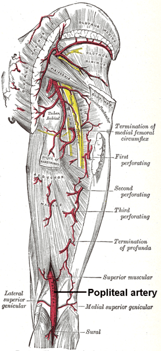 The Popliteal Artery