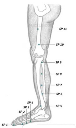 Spleen Meridian Leg