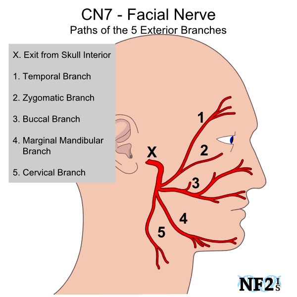 The Facial Nerves
