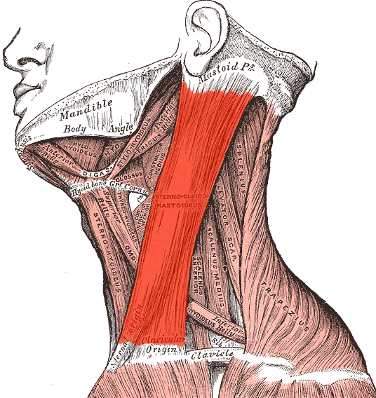 Pressure Point SI-16 The Sternocleidomastoideus Muscle