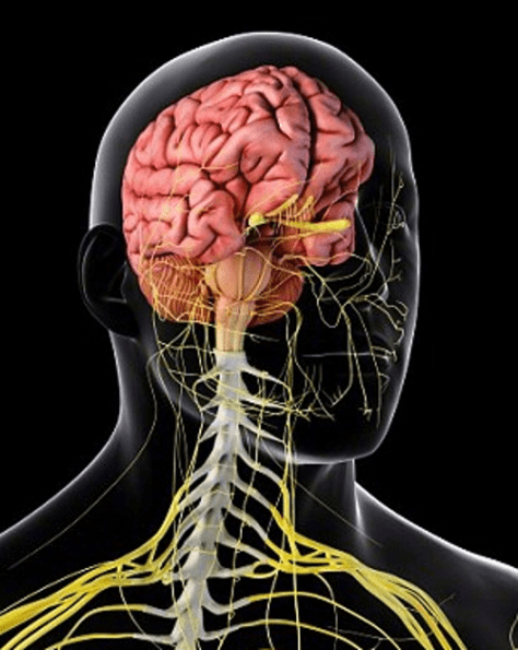 Which Pressure Points Make You Faint? Why? How?