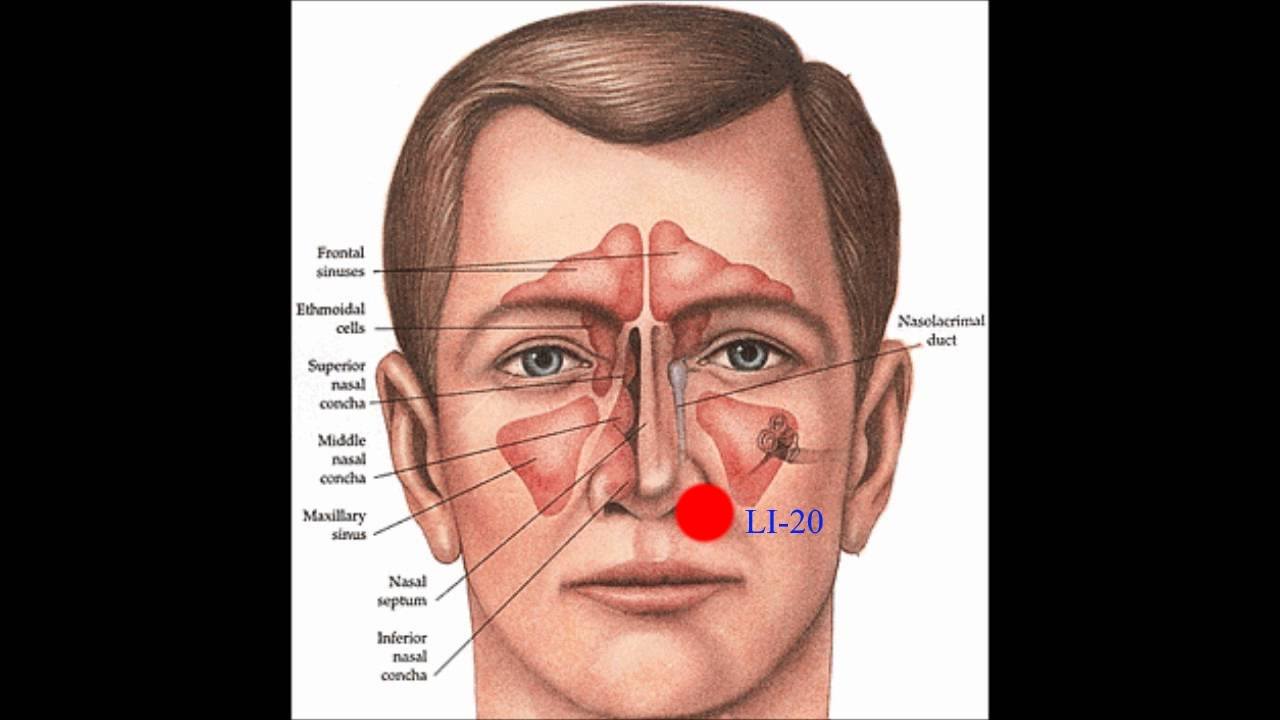 Над носом. Paranasal Sinuses. Устройство носа. Как устроен нос человека.