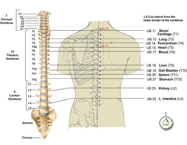 Influential Pressure Points - Master Level Kyusho Jitsu