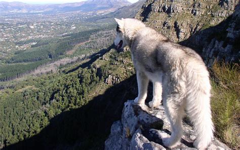 Man in the Mountains - Updates on Kyusho Jitsu World