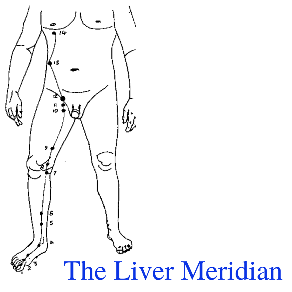 * Liver Meridian