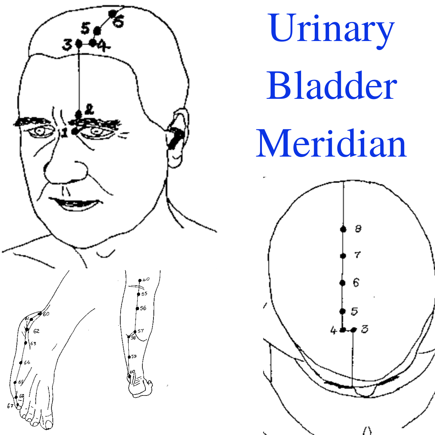 The Urinary Bladder Meridian. Longest Meridian On The Human Body