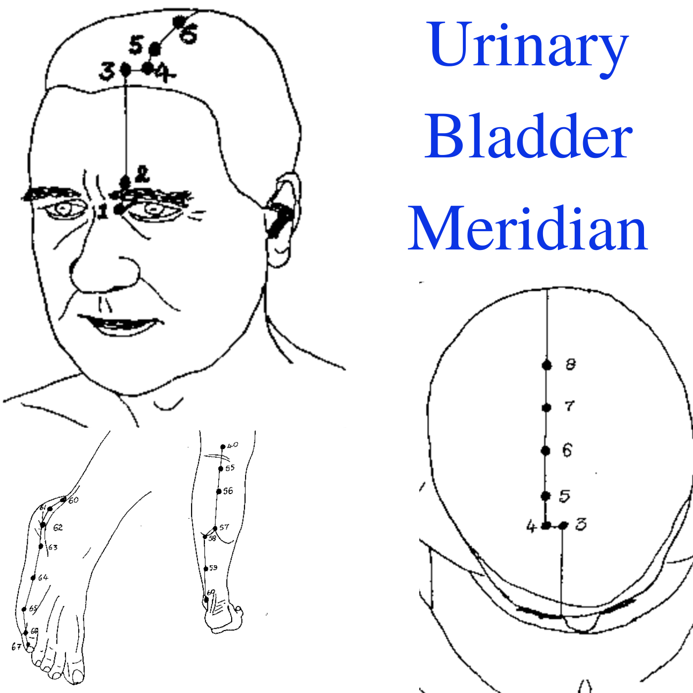 the-urinary-bladder-meridian-longest-meridian-on-the-human-body