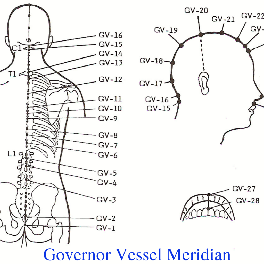 * Governor Vessel Meridian